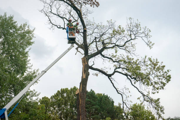  , PA Tree Services Pros